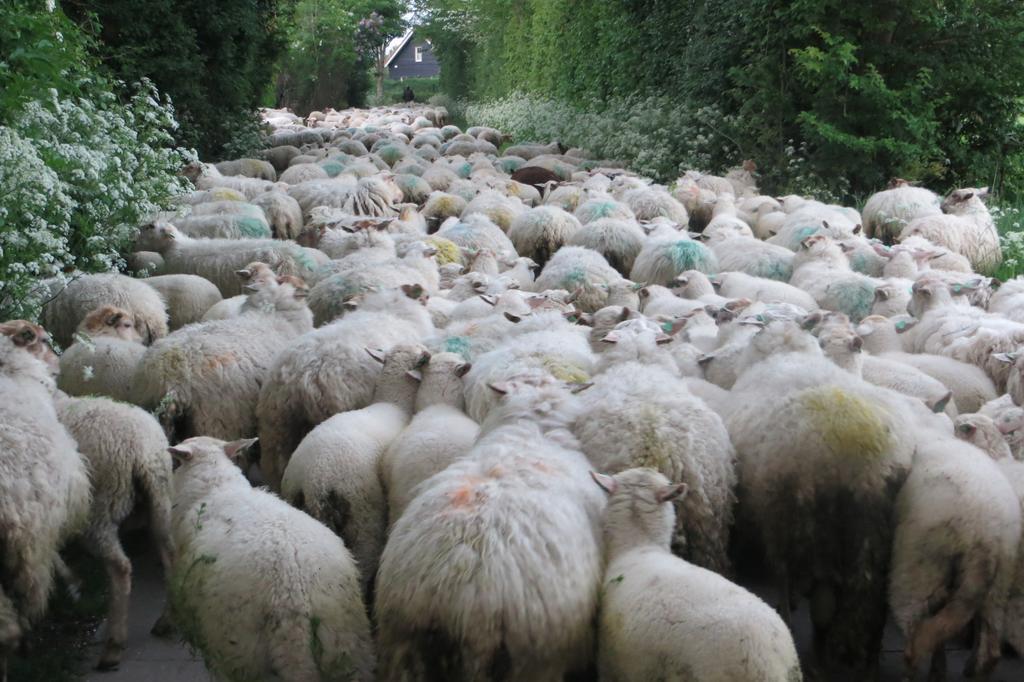 Boerderijcamping Plantlust Veere Zimmer foto